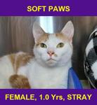 SOFT PAWS